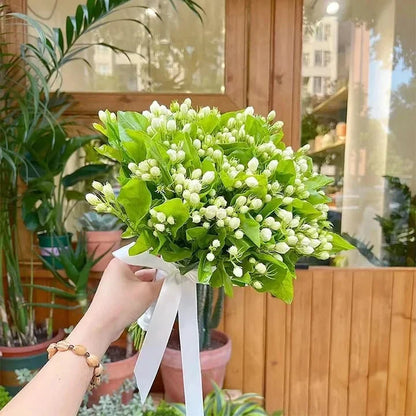 🔥LAST DAY Promotion 49% OFF 🌸Beautiful Jasmine Plant(Can be planted in winter)
